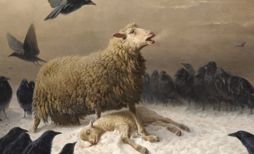 The ewe raises her head, mouth open, while standing over the lamb.